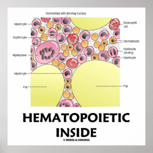 Póster Dentro Hematopoiético (Formação de Células San