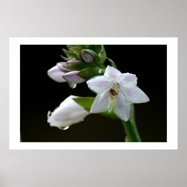 Poster Depois da chuva (Frente)