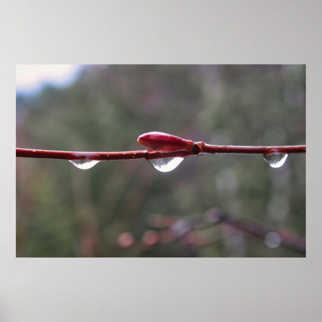 Poster Depois da Chuva (Frente)