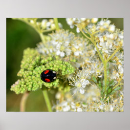 Poster Der schwarz - Escreveu Marienkäfer
