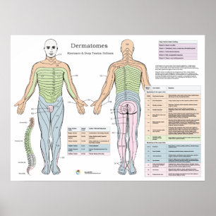 Poster Dermatomos Myotomes Tendão Profunda Reflexos Post