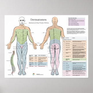 Poster Dermatomos Myotomes Tensões Profundos Reflexos Pos