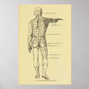 Poster Dermatos Sistema Nervoso Gráfico Chiroprático