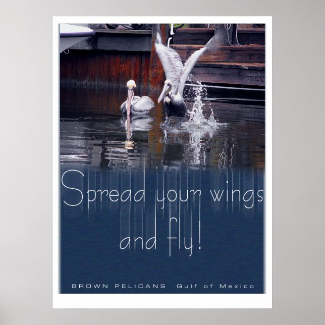 Póster Desativação Pelicana (Frente)