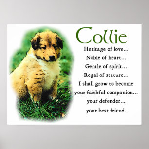 Poster Desativar Presentes de Collie