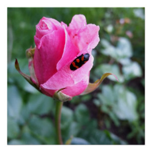 Póster descansando em um rosa