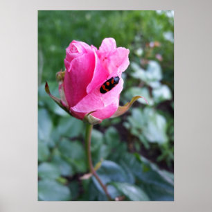 Poster descansando em um rosa