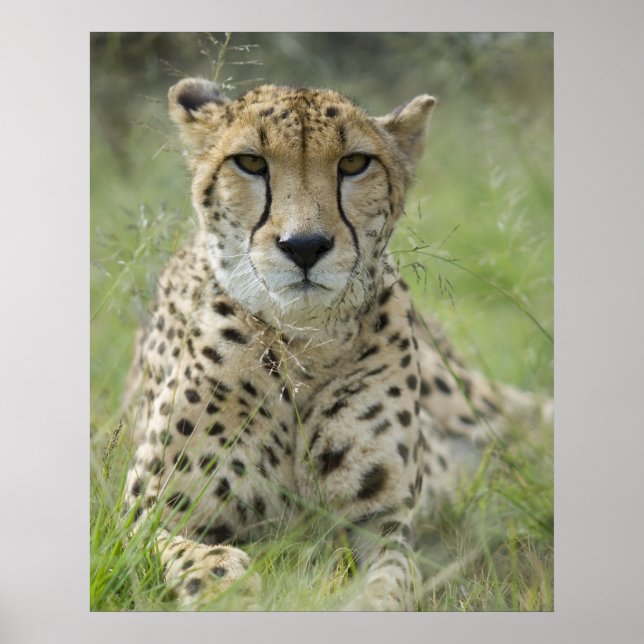 Poster Descansar na grama (Frente)