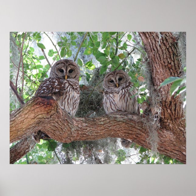 Póster Descanso à tarde (Frente)