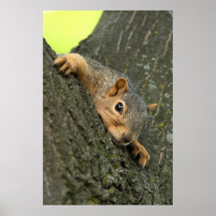 Póster Descanso novo do esquilo de árvore