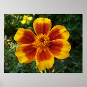 Póster Desco Marigold Orange e Red Summer Flower