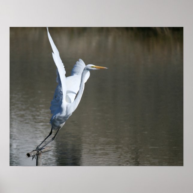 Poster "Descolagem", Egret Excelente (Frente)