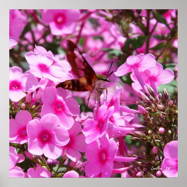 Poster Descoloração do Hummingbird e Phlox 3 (Frente)