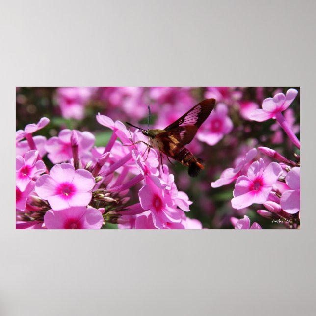 Póster Descoloração do Hummingbird e Phlox 7 (Frente)