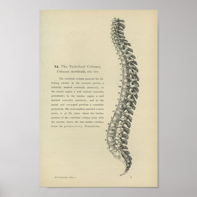 Póster Descrição da Coluna Vertebral (Frente)