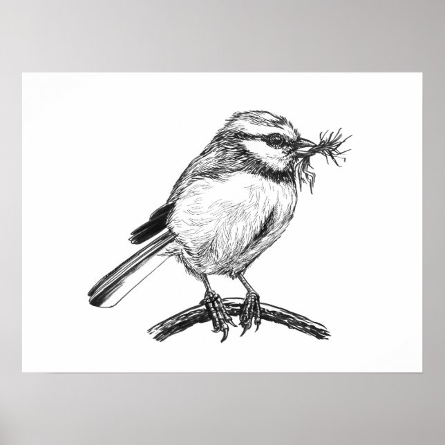 Poster Desenho a tinta de passarinho carriça-azul (Frente)