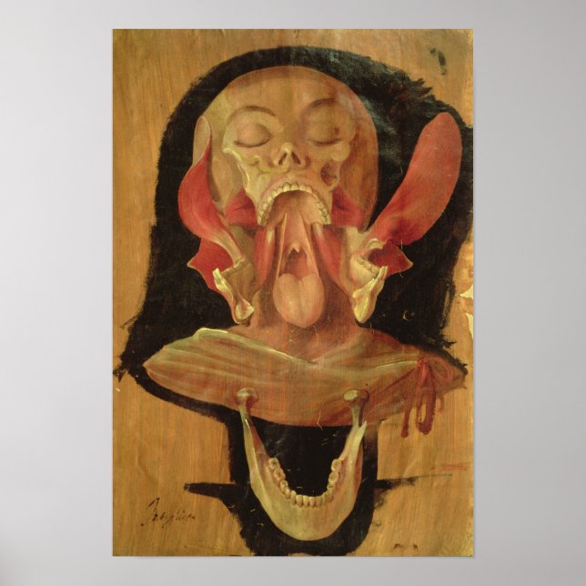 Póster Desenho anatômico da cabeça (Frente)