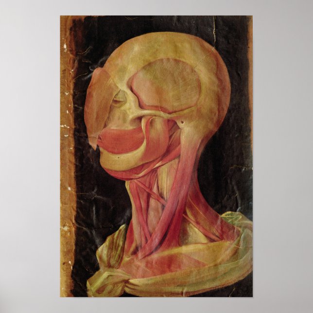 Póster Desenho anatômico da cabeça humana (Frente)