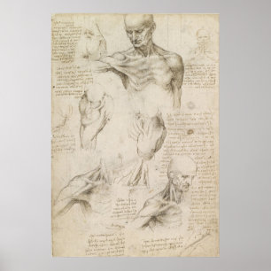 Póster Desenho anatômico de Leonardo do ombro e do