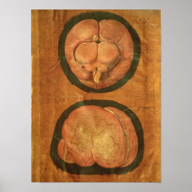 Póster desenho anatômico do cérebro humano (Frente)