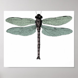 Poster Desenho Antiquado de Dragonfly Vintage Typográfic