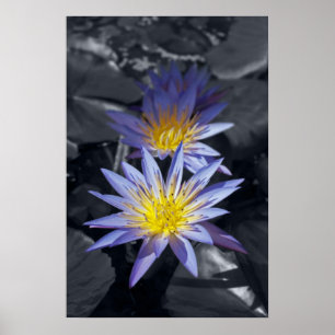 Póster Desenho Botânico Floral de Nenúfar Tropical
