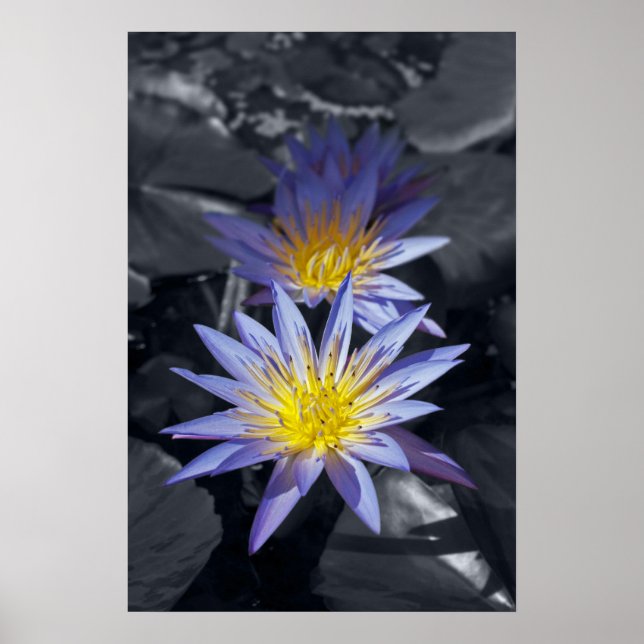 Póster Desenho Botânico Floral de Nenúfar Tropical (Frente)