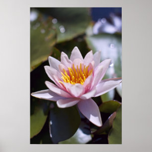 Póster Desenho Botânico Floral de Nenúfar Tropical