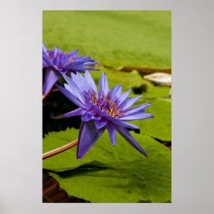 Póster Desenho Botânico Floral de Nenúfar Tropical