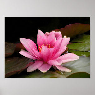 Póster Desenho Botânico Floral de Nenúfar Tropical