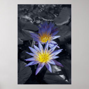 Póster Desenho Botânico Floral de Nenúfar Tropical