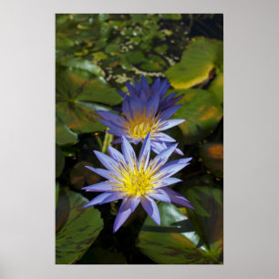 Póster Desenho Botânico Floral de Nenúfar Tropical