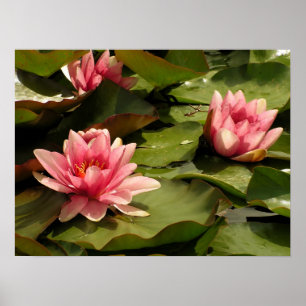 Póster Desenho Botânico Floral de Nenúfar Tropical