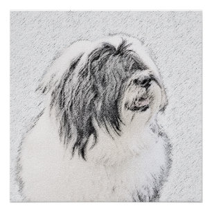 Póster Desenho Collie Com Carapaça - Arte Cachorra Origi