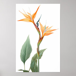 Poster Desenho da ave do paraíso (flor)