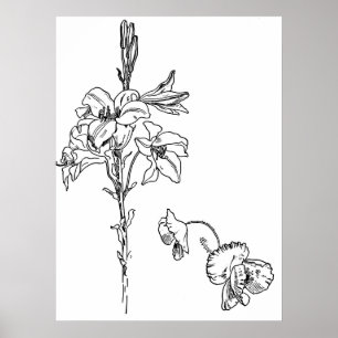 Póster Desenho da linha do líquido e da flor paposa