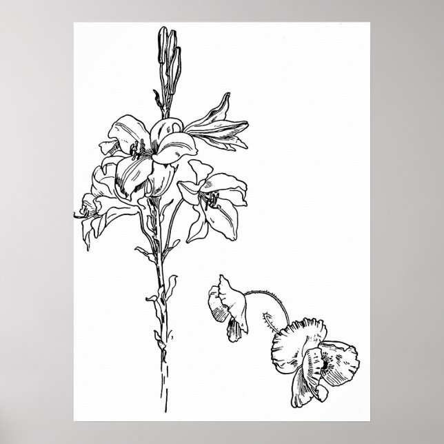 Póster Desenho da linha do líquido e da flor paposa (Frente)