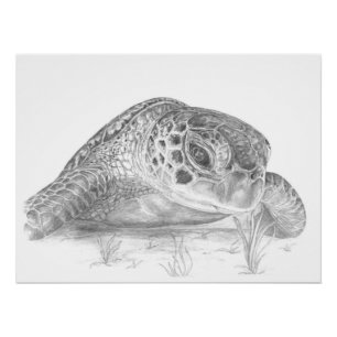 Póster Desenho da tartaruga de mar verde