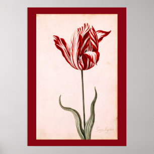 Poster Desenho da tulipa do vintage