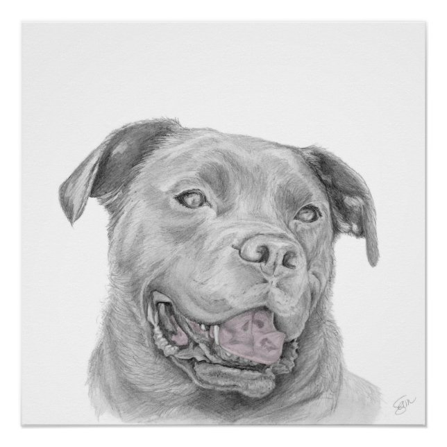 Póster Desenho de arte Pitbull American Staffordshire Ter (Frente)