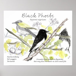 Poster Desenho de árvore de Tuxedo de pássaro Phoebe pret