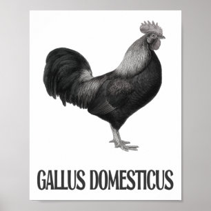 Poster Desenho de Aves de Galinha _1