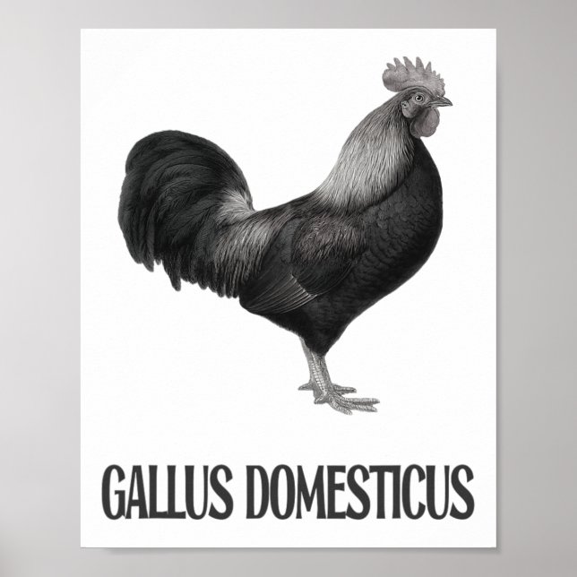 Poster Desenho de Aves de Galinha _1 (Frente)