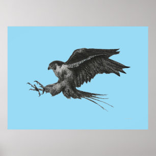Póster Desenho de Falcão-peregrino em Tela