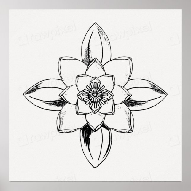 Poster Desenho de linha em preto e branco da flor de líri (Frente)