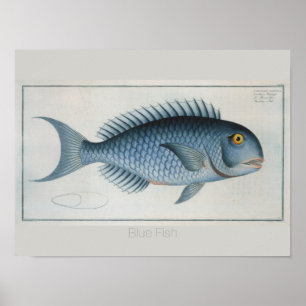 Poster Desenho De Peixes Azuis Da Vintagem Retroativa