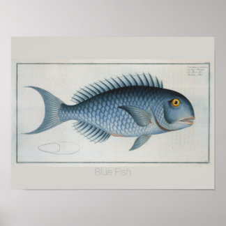 Poster Desenho De Peixes Azuis Da Vintagem Retroativa