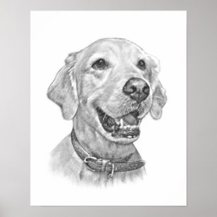 Poster Desenho de Retrato de Pet de Retriever de ouro