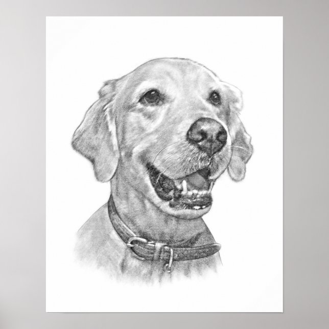 Poster Desenho de Retrato de Pet de Retriever de ouro (Frente)
