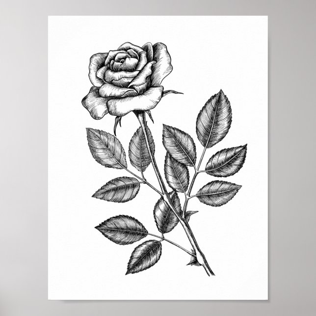 Poster Desenho de rosa 2 (Frente)